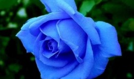 色玫瑰在线观看,在线揭秘神秘花语，探寻情感密码